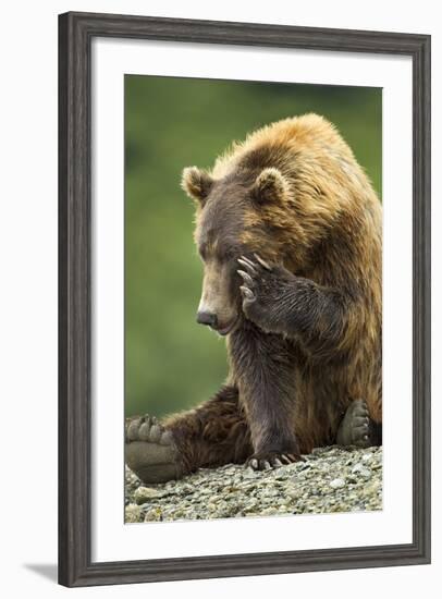 Brown Bear, Katmai National Park, Alaska-Paul Souders-Framed Photographic Print