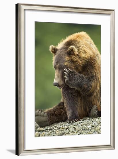 Brown Bear, Katmai National Park, Alaska-Paul Souders-Framed Photographic Print