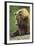 Brown Bear, Katmai National Park, Alaska-Paul Souders-Framed Photographic Print