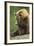 Brown Bear, Katmai National Park, Alaska-Paul Souders-Framed Photographic Print