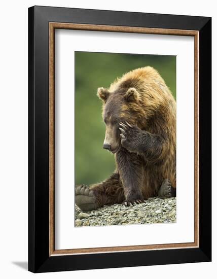 Brown Bear, Katmai National Park, Alaska-Paul Souders-Framed Photographic Print