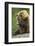 Brown Bear, Katmai National Park, Alaska-Paul Souders-Framed Photographic Print