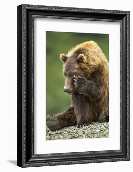 Brown Bear, Katmai National Park, Alaska-Paul Souders-Framed Photographic Print