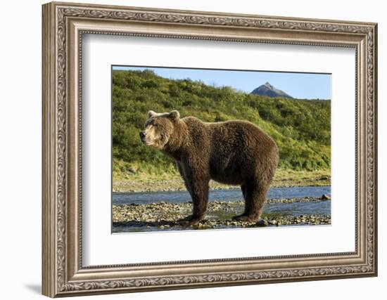 Brown Bear, Katmai National Park, Alaska-Paul Souders-Framed Photographic Print