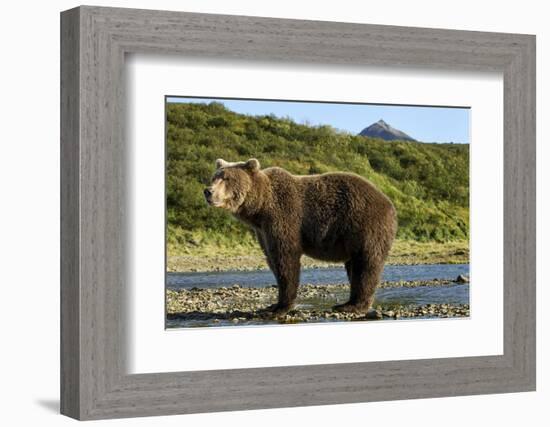 Brown Bear, Katmai National Park, Alaska-Paul Souders-Framed Photographic Print