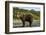 Brown Bear, Katmai National Park, Alaska-Paul Souders-Framed Photographic Print