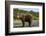 Brown Bear, Katmai National Park, Alaska-Paul Souders-Framed Photographic Print