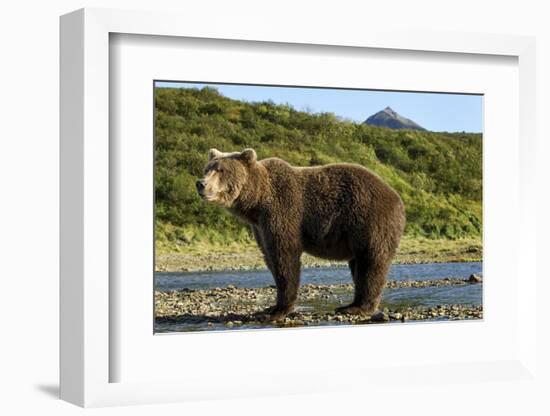 Brown Bear, Katmai National Park, Alaska-Paul Souders-Framed Photographic Print