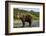 Brown Bear, Katmai National Park, Alaska-Paul Souders-Framed Photographic Print