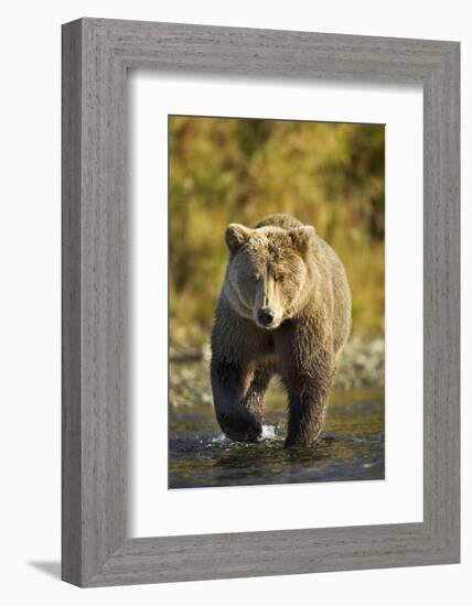 Brown Bear, Katmai National Park, Alaska-Paul Souders-Framed Photographic Print