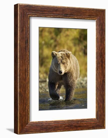 Brown Bear, Katmai National Park, Alaska-Paul Souders-Framed Photographic Print