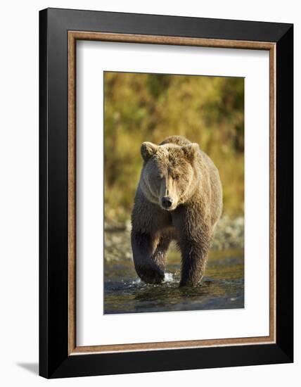 Brown Bear, Katmai National Park, Alaska-Paul Souders-Framed Photographic Print