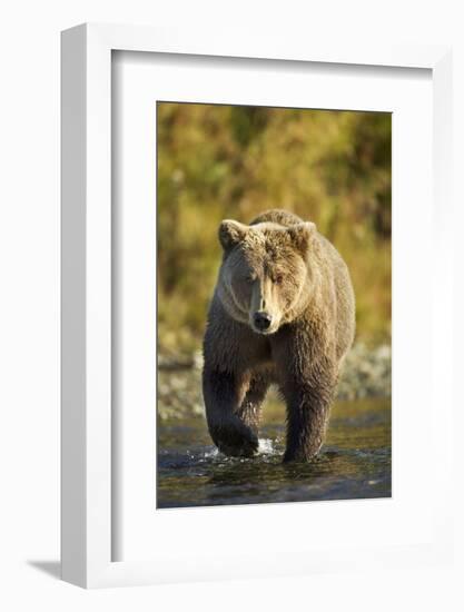 Brown Bear, Katmai National Park, Alaska-Paul Souders-Framed Photographic Print