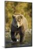 Brown Bear, Katmai National Park, Alaska-Paul Souders-Mounted Photographic Print