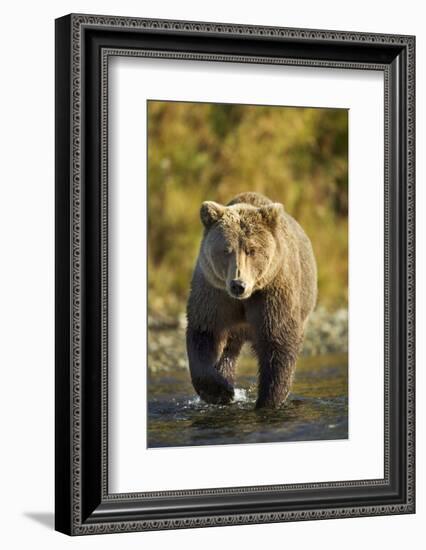 Brown Bear, Katmai National Park, Alaska-Paul Souders-Framed Photographic Print