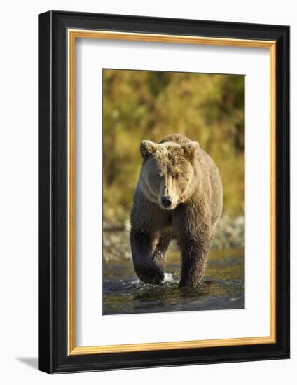 Brown Bear, Katmai National Park, Alaska-Paul Souders-Framed Photographic Print