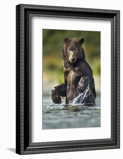 Brown Bear, Katmai National Park, Alaska-Paul Souders-Framed Photographic Print