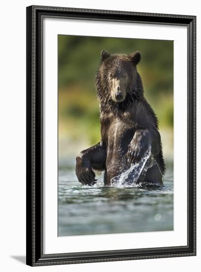 Brown Bear, Katmai National Park, Alaska-Paul Souders-Framed Photographic Print