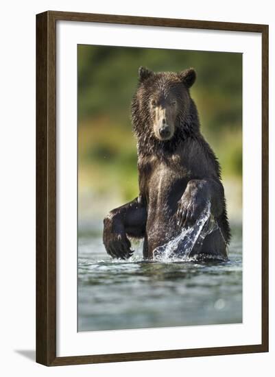 Brown Bear, Katmai National Park, Alaska-Paul Souders-Framed Photographic Print