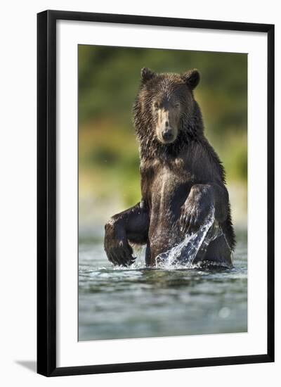 Brown Bear, Katmai National Park, Alaska-Paul Souders-Framed Photographic Print