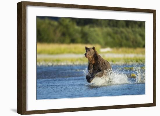 Brown Bear, Katmai National Park, Alaska-Paul Souders-Framed Photographic Print