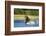 Brown Bear, Katmai National Park, Alaska-Paul Souders-Framed Photographic Print