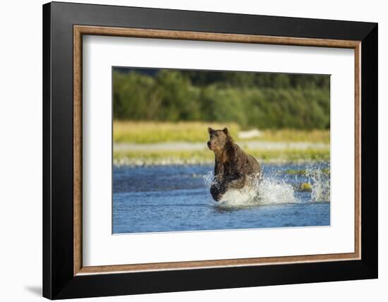 Brown Bear, Katmai National Park, Alaska-Paul Souders-Framed Photographic Print