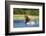 Brown Bear, Katmai National Park, Alaska-Paul Souders-Framed Photographic Print