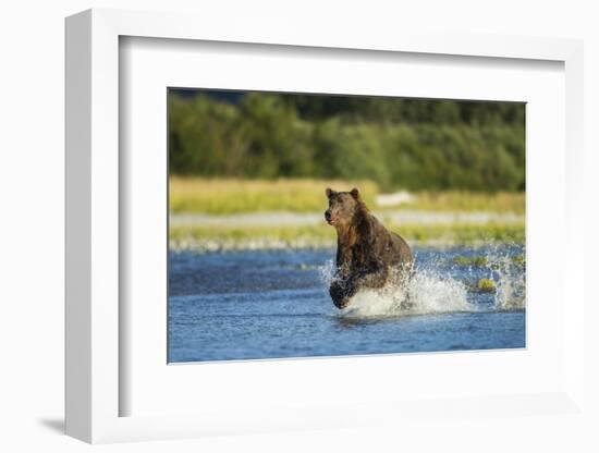 Brown Bear, Katmai National Park, Alaska-Paul Souders-Framed Photographic Print