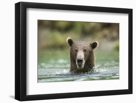 Brown Bear, Katmai National Park, Alaska-Paul Souders-Framed Photographic Print