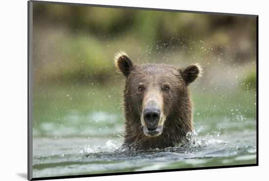 Brown Bear, Katmai National Park, Alaska-Paul Souders-Mounted Photographic Print