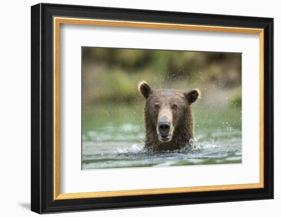 Brown Bear, Katmai National Park, Alaska-Paul Souders-Framed Photographic Print