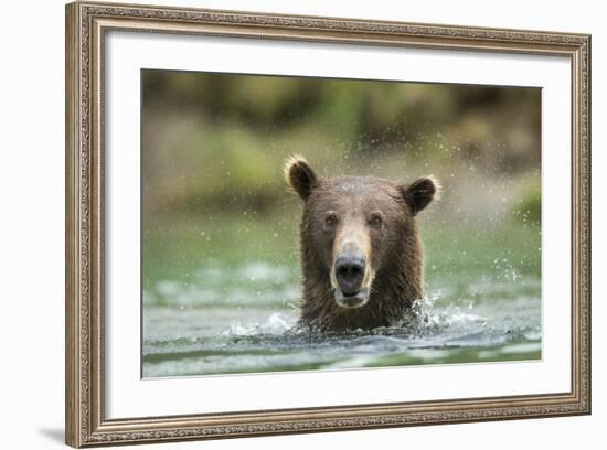 Brown Bear, Katmai National Park, Alaska-Paul Souders-Framed Photographic Print