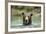 Brown Bear, Katmai National Park, Alaska-Paul Souders-Framed Photographic Print