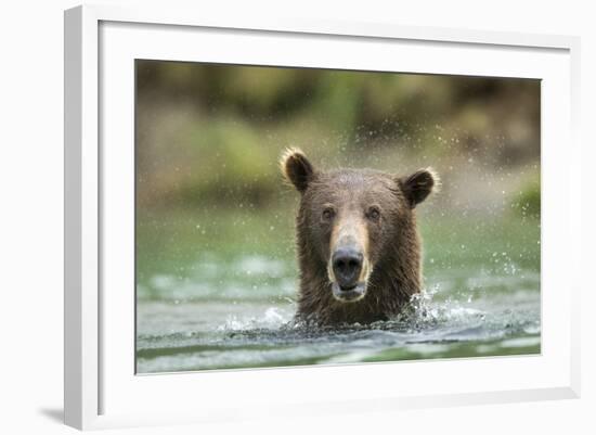 Brown Bear, Katmai National Park, Alaska-Paul Souders-Framed Photographic Print