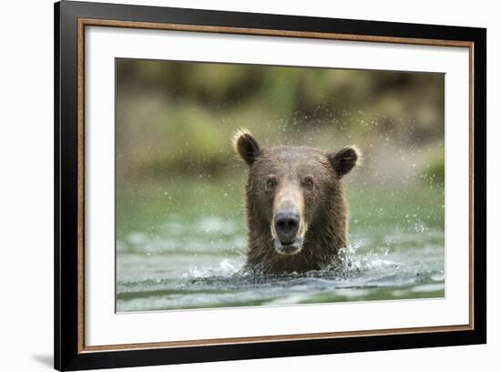 Brown Bear, Katmai National Park, Alaska-Paul Souders-Framed Photographic Print