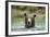 Brown Bear, Katmai National Park, Alaska-Paul Souders-Framed Photographic Print