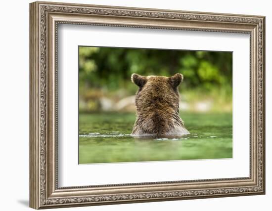 Brown Bear, Katmai National Park, Alaska-Paul Souders-Framed Photographic Print