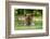 Brown Bear, Katmai National Park, Alaska-Paul Souders-Framed Photographic Print