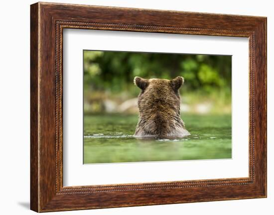 Brown Bear, Katmai National Park, Alaska-Paul Souders-Framed Photographic Print