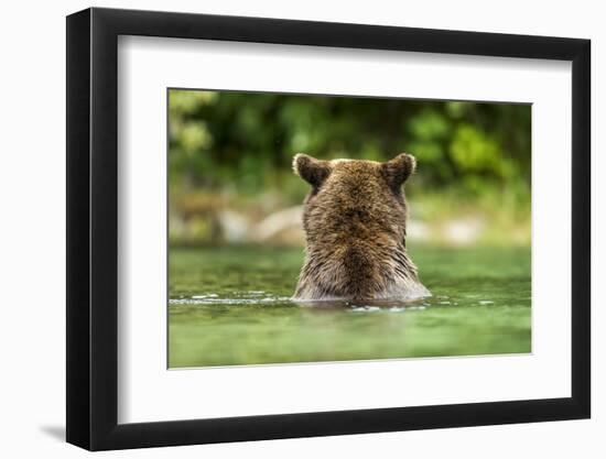 Brown Bear, Katmai National Park, Alaska-Paul Souders-Framed Photographic Print