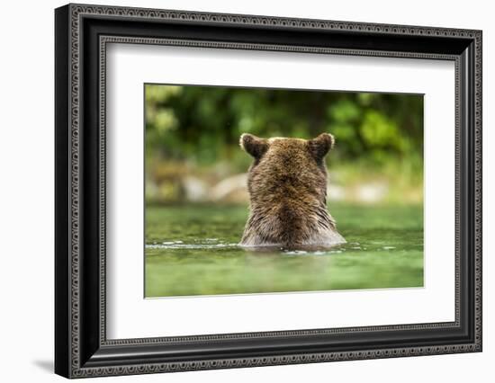 Brown Bear, Katmai National Park, Alaska-Paul Souders-Framed Photographic Print