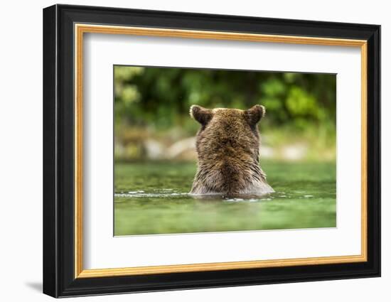 Brown Bear, Katmai National Park, Alaska-Paul Souders-Framed Photographic Print