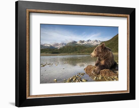 Brown Bear, Katmai National Park, Alaska-Paul Souders-Framed Photographic Print