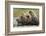 Brown Bear, Katmai National Park, Alaska-Paul Souders-Framed Photographic Print