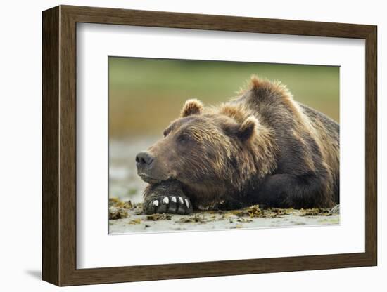 Brown Bear, Katmai National Park, Alaska-Paul Souders-Framed Photographic Print