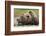 Brown Bear, Katmai National Park, Alaska-Paul Souders-Framed Photographic Print