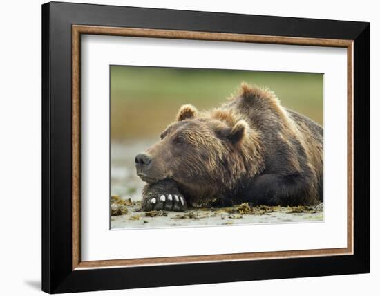 Brown Bear, Katmai National Park, Alaska-Paul Souders-Framed Photographic Print