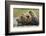 Brown Bear, Katmai National Park, Alaska-Paul Souders-Framed Photographic Print