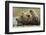 Brown Bear, Katmai National Park, Alaska-Paul Souders-Framed Photographic Print